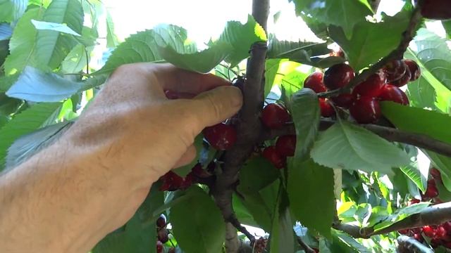 Спеет черешня, июнь 2022. смотреть онлайн