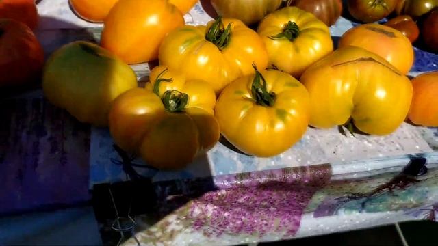 Сбор урожая томатов 5. (Калуга 2023) смотреть онлайн