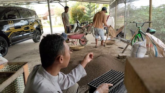 penyemaian Cmk lolay part 9 lahan 2 смотреть онлайн