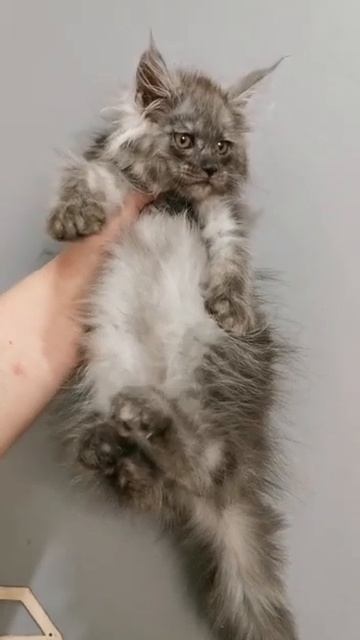 Котик мейн-кун. Окрас черный дым. Свободен для резерва. смотреть онлайн