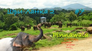 Шри-Ланка 🇱🇰 Пиннавела 🐘 Приют для слонов! Pinnawala🌴