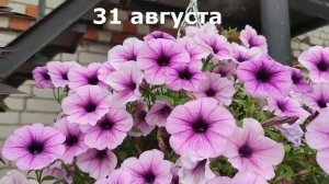 Петуния Easy Wave Plum Vein