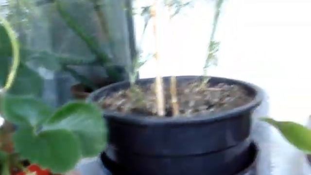 Балконный Оазис_УРОЖАЙ_10.07.2015 смотреть онлайн