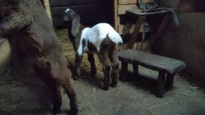 Как выбрать козлёнка. Личный опыт, нубийские и другие козы.