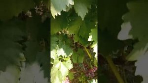 Виноград Барин,К-81 и Эверест на 16.08.21. Днепр.обл.