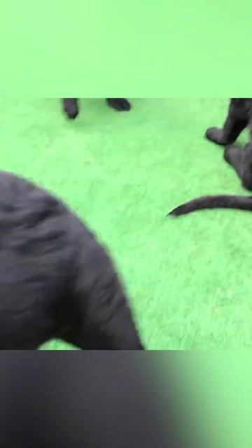 Щенки чёрной немецкой овчарки от Призрака и Айзы. Одесса. смотреть онлайн