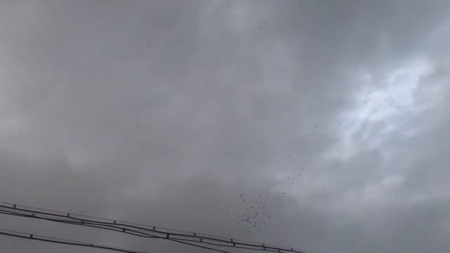 Птицы улетают на юг смотреть онлайн