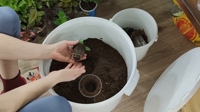 ПОСЕВ ПЕТУНИИ. Перевалка эустомы. Пикировка экзакума. Расцвели новые сорта бегонии.