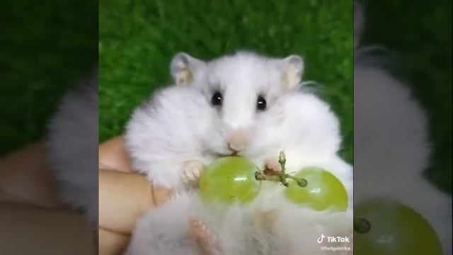 Хомяк ест виноград смотреть онлайн