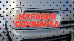 Муравей офонарел