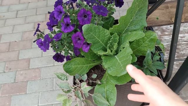 ЦВЕТОЧНЫЕ МИКСЫ, СДЕРЖИВАЮ ЗАХВАТЧИКОВ