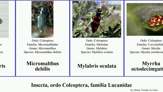 Insecta, ordo Coleoptera, familia Lucanidae americana argus elegans destructor quercus quadriceps смотреть онлайн