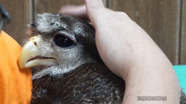 Gaining Eagle Owl's Trust Is Definitely Not An Easy Task