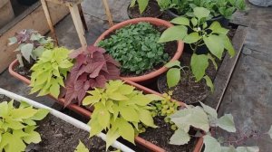 ВЫСАДИЛА ПЕТУНИЮ. КАКИЕ НОВШЕСТВА НА ЭТОТ РАЗ? ОБЗОР ТЕПЛИЦЫ.