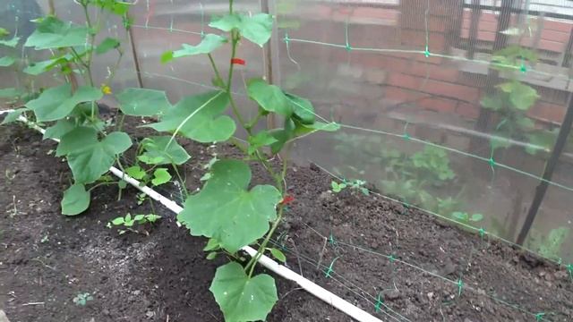 Утро безработного пенсионера. смотреть онлайн