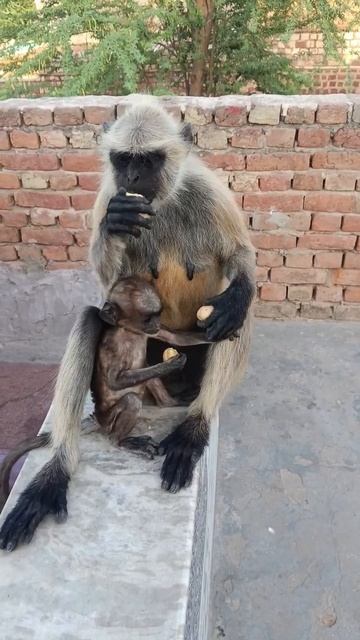 hanuman