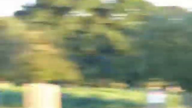 arctic tern - bushy park - 6th August 2017 смотреть онлайн