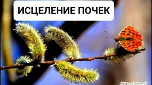 Мощный саблиминал на исцеление почек.Бинауральные ритмы.Аффирмации.Гипнотическая музыка.Подсознание