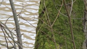 Eurasian treecreeper (certhia familiaris) running upwards - hegyi fakúsz felfelé fut