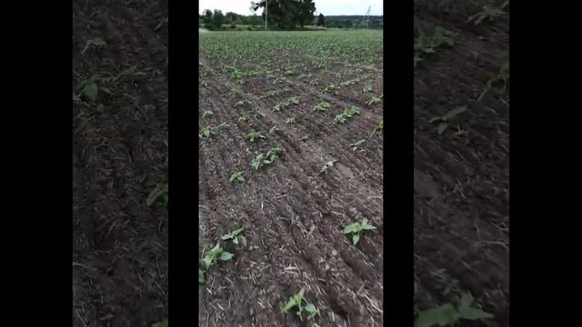 Боронування соняшника 2022 смотреть онлайн