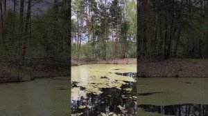 #мещерскийлес #раменское #вороново #мещёры #снтцентроспецстроевец #туновохаритоновское