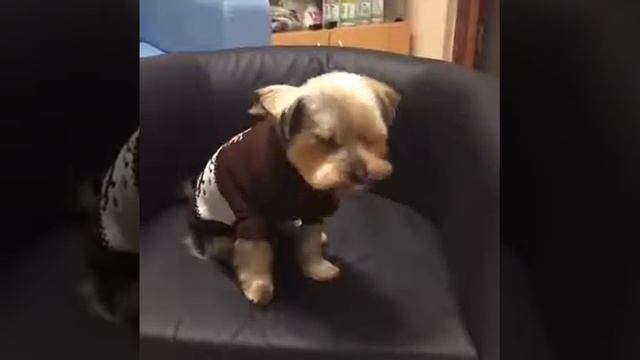 мими йорик