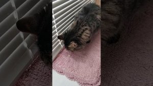 Кот Марсик ест грушу