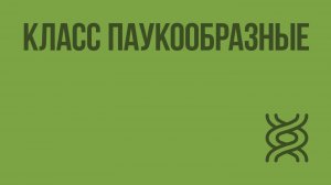 Класс Паукообразные. Видеоурок по биологии 7 класс