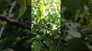 сбор малины , лето 2024.mp4