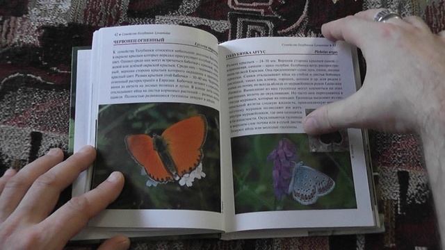 "Бабочки России.карманный справочник" (Елена Ткачёва,2018)