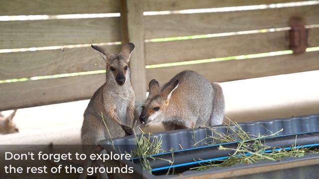 Have a 'koala-ity' time at Lone Pine Koala Sanctuary смотреть онлайн