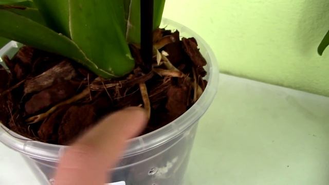 Q&A - Is cutting healthy Orchid roots to fit the pot a good idea? смотреть онлайн