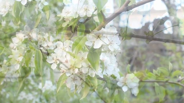 Цветущий город / пение птиц / релакс / Blooming town / birdsong / relax смотреть онлайн