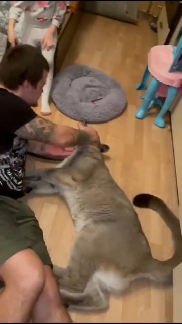 #shorts Чудесная семья 👨👩👧 Домашняя пума и папина дочка смотреть онлайн