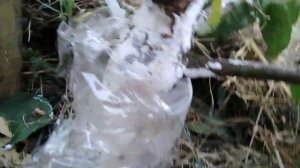 Лучший способ сохранить корневую шейку от выпревания.