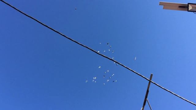 С каждым бойным голубем нужен индивидуальный подход. смотреть онлайн