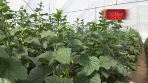 Выращиваем огурцы в теплице, Хозяйство Таврия Скиф