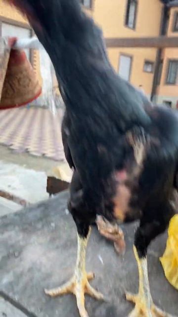 О Шамо курочка 🦍🦍🦍 смотреть онлайн