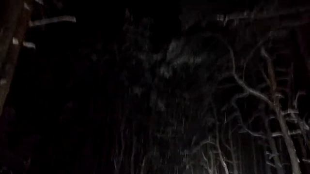 Красота леса 2017 смотреть онлайн