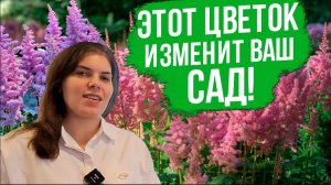 Лучшие и популярные сорта астильбы. Многолетники в контейнерном озеленении сада.