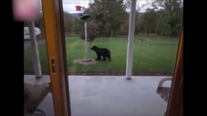 Медведь во дворе !!