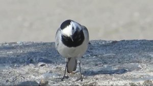 Трясогузка