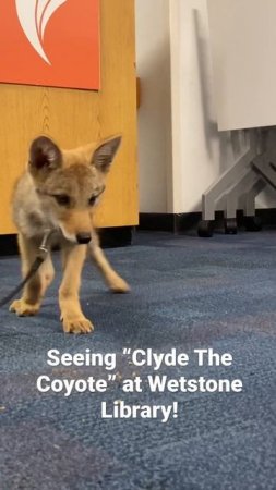 Clyde The Coyote