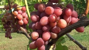 Виноград Рубиновый юбилей