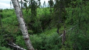 Ключевые биотопы