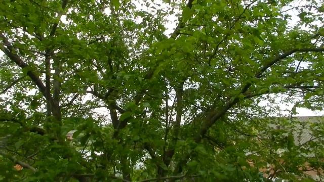 Слушайте ВЕСЕННЕЕ ПЕНИЕ ПТИЦ 🐦 смотреть онлайн