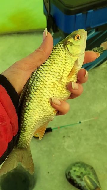 ПЛОТВИЦА🔥🔥🔥#shorts #shortvideo #youtube #youtubeshorts #reels #поймалотпусти #fishing #трофей #new