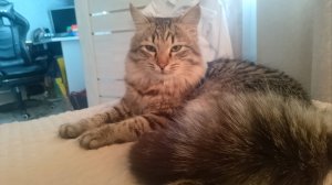 Кот футболист