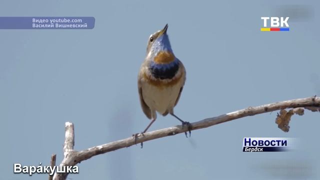 Пернатые вестники весны: какие птицы в Новосибирскую область уже вернулись?