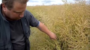 Опыт пользователей с глубокой обработкой почвы - 6.часть